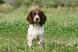 SPRINGER SPANIEL 040